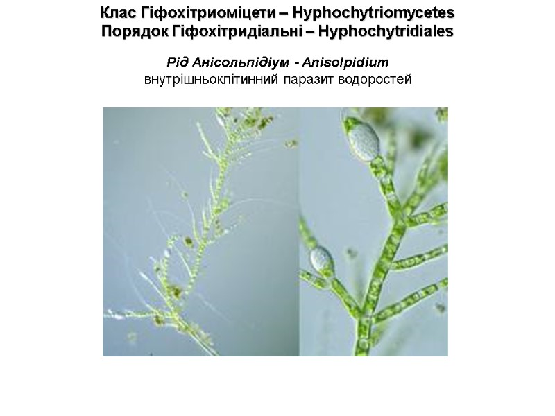 Клас Гіфохітриоміцети – Hyphochytriomycetes  Порядок Гіфохітридіальні – Hyphochytridiales Рід Анісольпідіум - Anisolpidium 